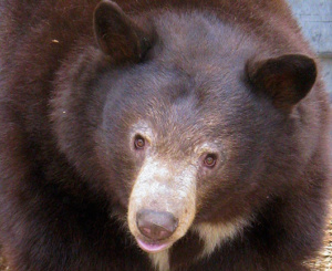 Snickers - Wildhaven Ranch Wildlife Sanctuary